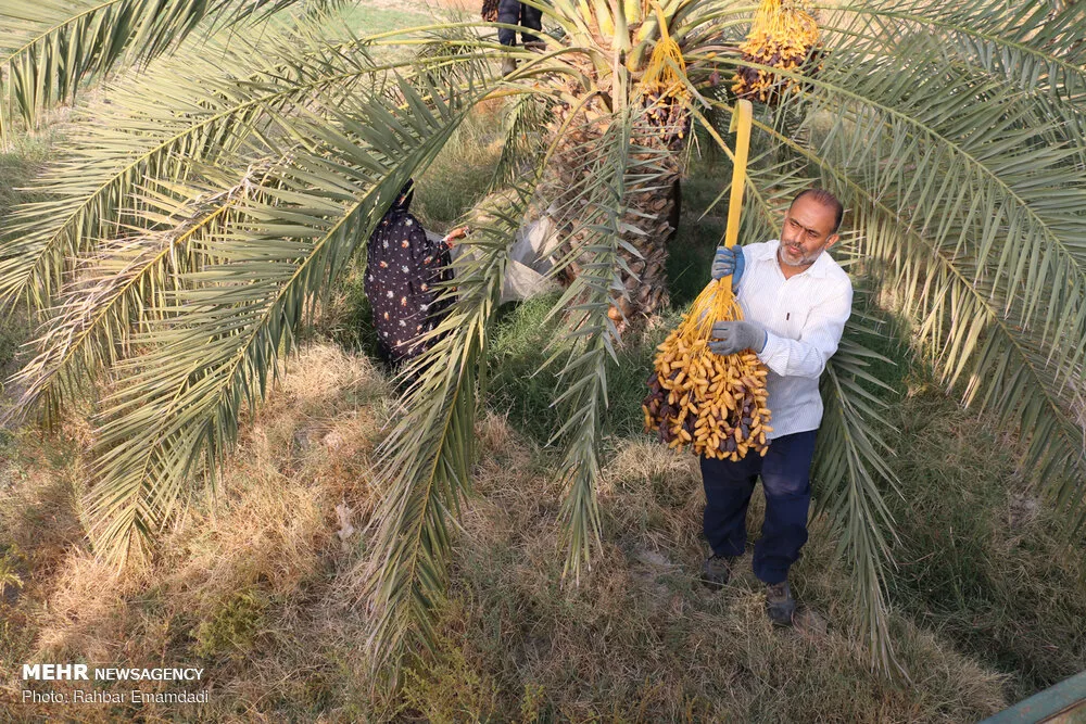 Kurma Mariami Piarom (Iran)